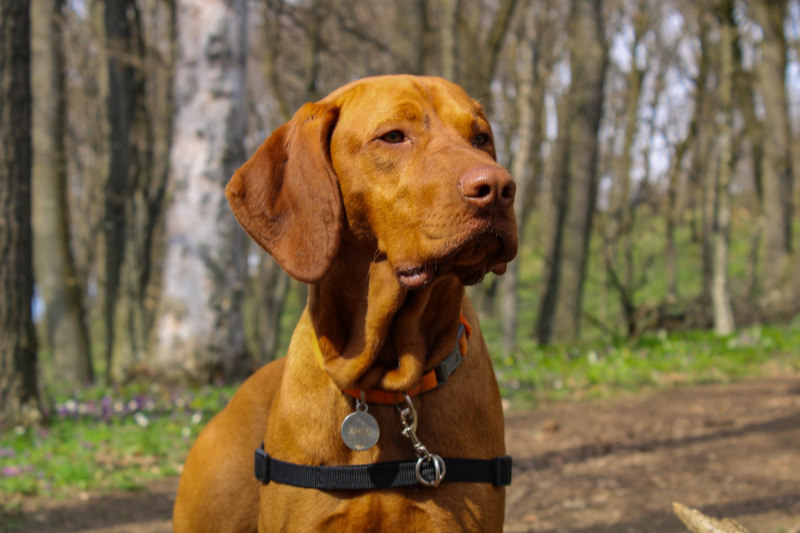 Hungarian dog breeds – Vizsla