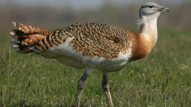 Great bustard  – An iconic bird of the Hungarian steppes